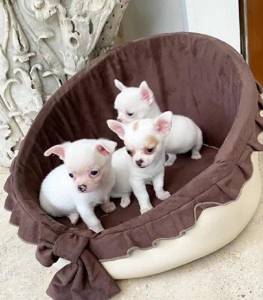 cuccioli  chihauhau 3 mesi taglia piccola disponibili gratis