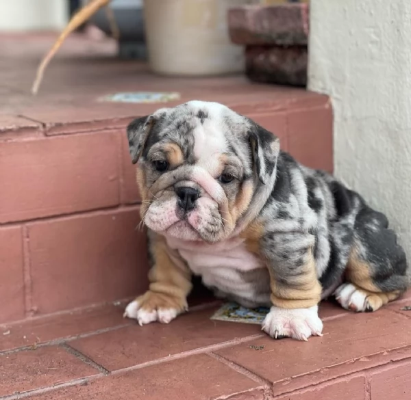 bellissimi bulldog francesi  bulldogs inglese in cerca di adozione | Foto 0