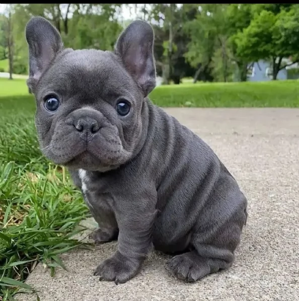 bellissimi bulldog francesi  bulldogs inglese in cerca di adozione