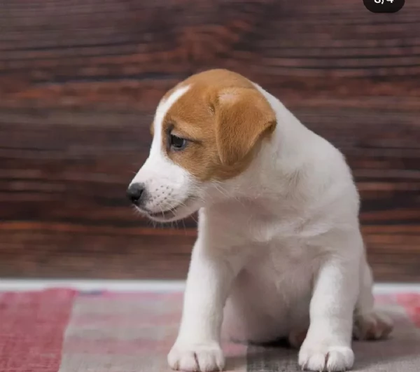 regalo jack russell  disponibili maschio e femmina  | Foto 0