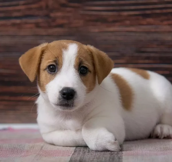 regalo jack russell  disponibili maschio e femmina 