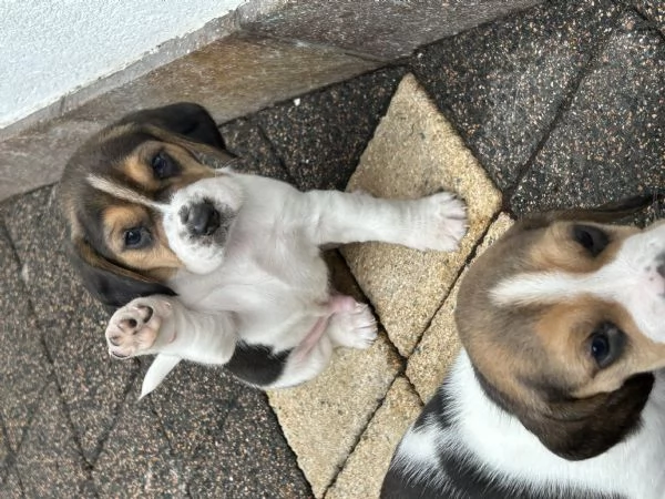 Cuccioli di beagle  | Foto 0