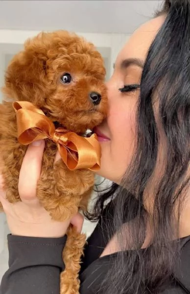 Barboncino toy maschio e femmina