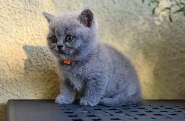 Cuccioli British shorthair