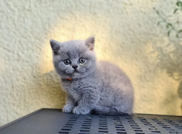 Cuccioli British shorthair | Foto 0