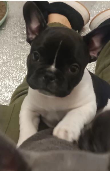 CUCCIOLI BULLDOG FRANCESE | Foto 0