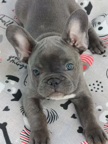 CUCCIOLI BULLDOG FRANCESE