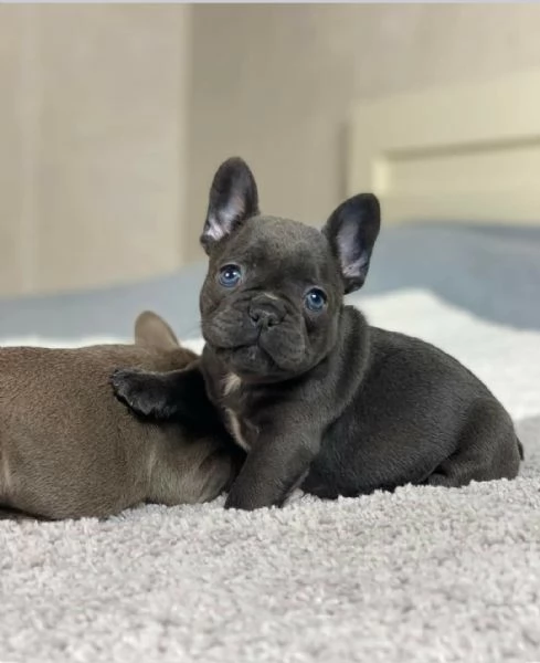 Cuccioli di Bulldog Francese