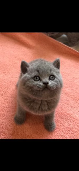 Cucciolo di British Shorthair 