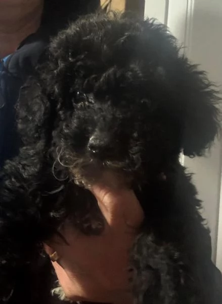 Barboncino toy | Foto 0