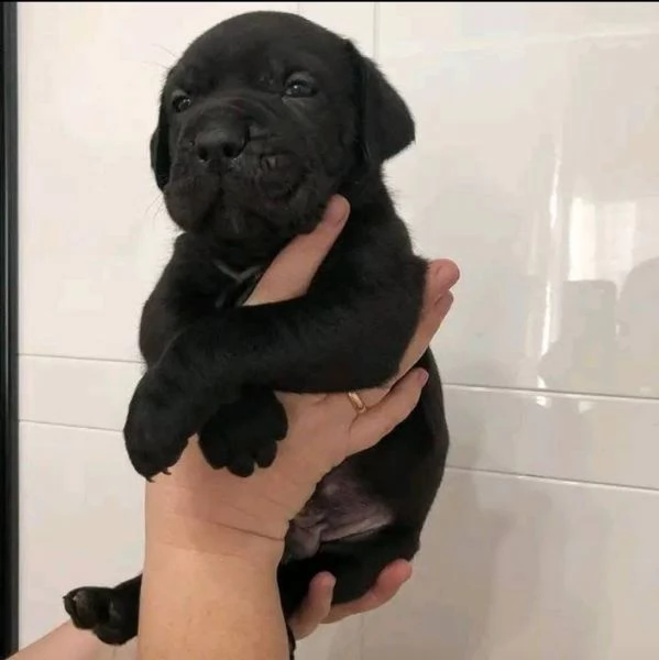 Cane Corso nero in adozione | Foto 0