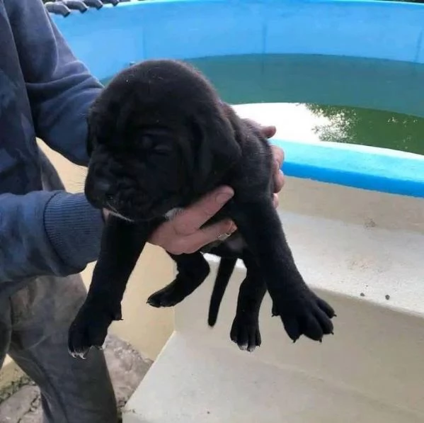 Cane Corso nero in adozione