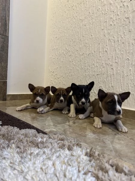 Cuccioli di Basenji | Foto 3