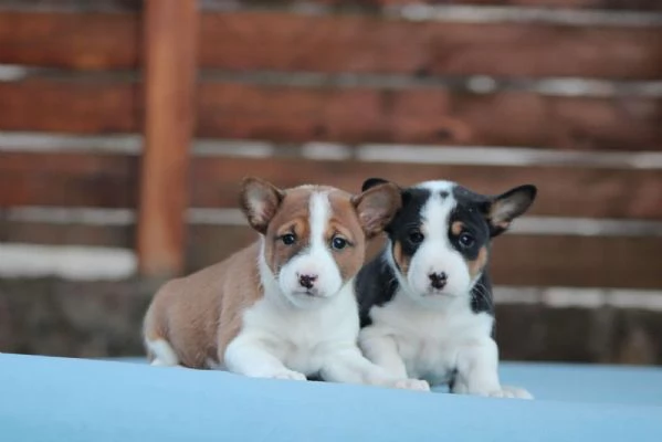 Cuccioli di Basenji