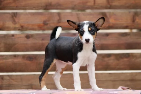 Cuccioli di Basenji | Foto 1