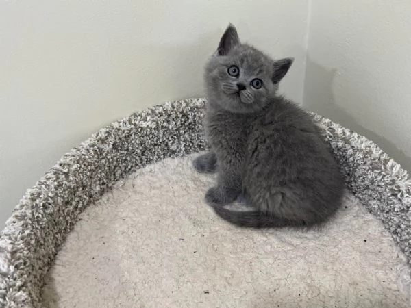 British shorthair maschio e femmina | Foto 0