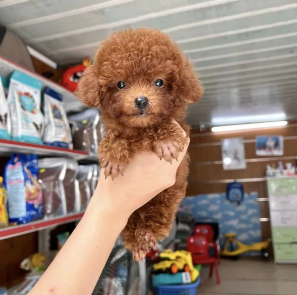 CUCCIOLI DI BARBONCINI TOY