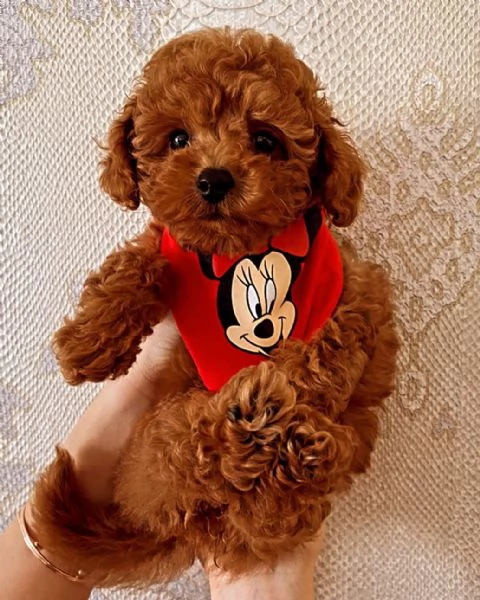 Cuccioli di barboncino toy disponibili per ladozione  possibile la consegna a domicilio