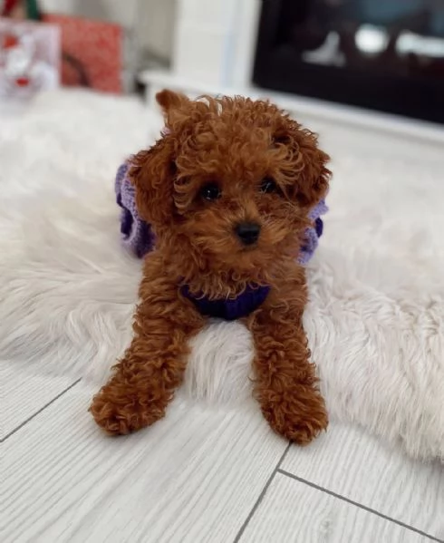 Cuccioli di barboncino toy disponibili per ladozione  possibile la consegna a domicilio | Foto 0