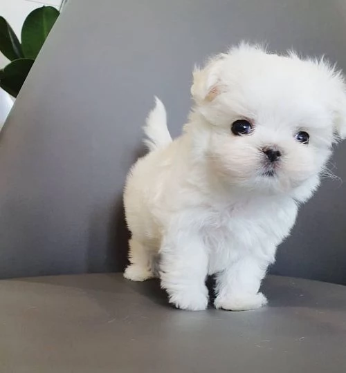 Bellissimi cuccioli di Maltese 100 di razza pura