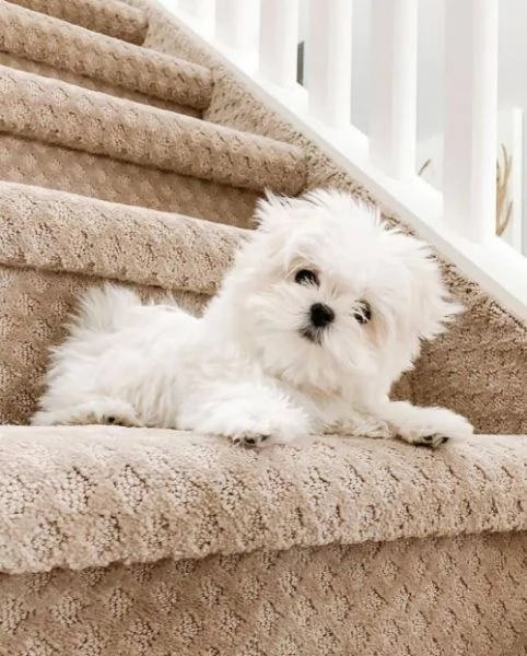 Bellissimi cuccioli di Maltese 100 di razza pura | Foto 0