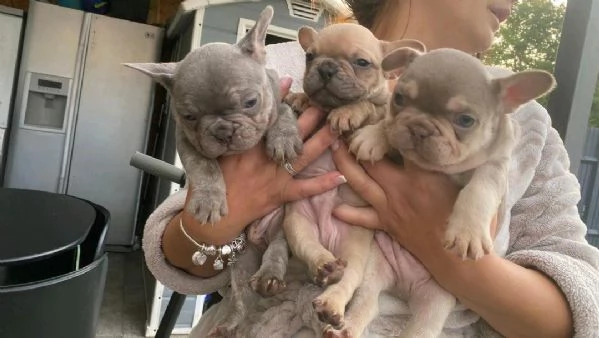 Regala il nostro Bouledogue  maschio e femmina