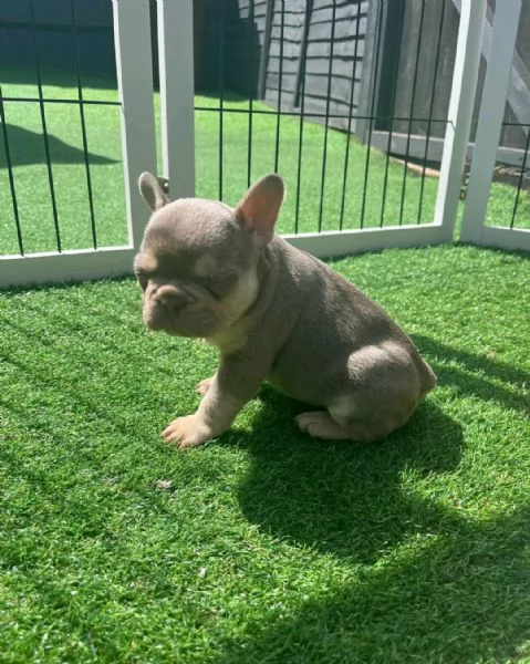 Regala il nostro Bouledogue  maschio e femmina | Foto 2