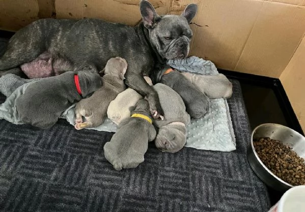 Regala il nostro Bouledogue  maschio e femmina | Foto 1