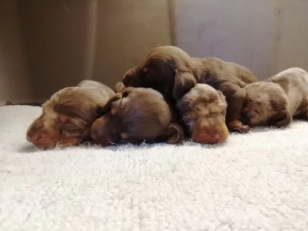 Vendita Cucciolo Bassotto Da Privato A Viterbo Bassotto Pelo Corto Nano