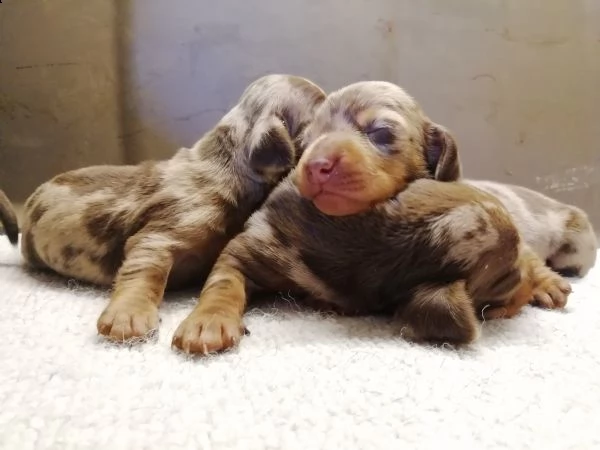 Vendita Cucciolo Bassotto Da Privato A Viterbo Bassotto Pelo Corto Nano