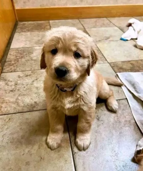 REGALO GOLDEN RETRIEVERS  | Foto 0