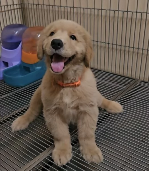 REGALO GOLDEN RETRIEVERS 