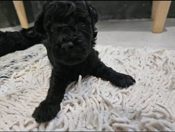 REGALO BARBONCINO NERA MASCHIO E FEMMINA 