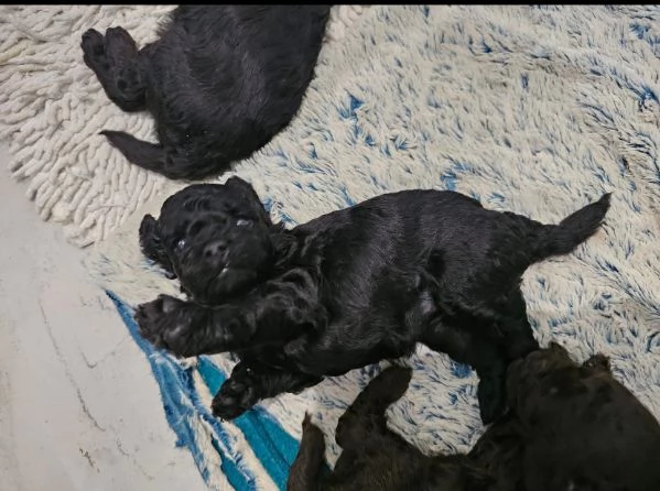 REGALO BARBONCINO NERA MASCHIO E FEMMINA  | Foto 0