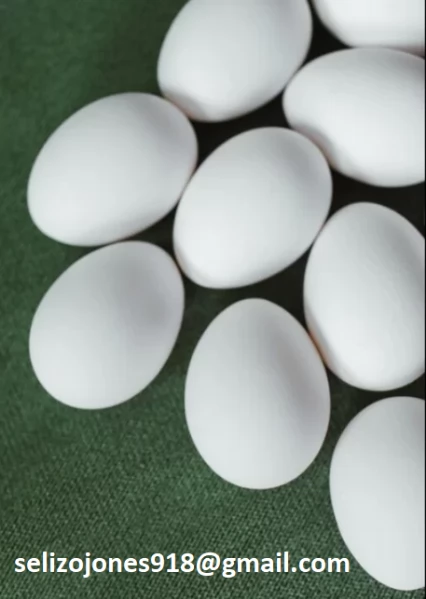 Uova fertili di pappagallo e uova di uccelli fertili in vendita Siamo specializzati nella fornitura 