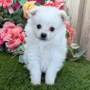 Regalo pomeranain mini cuccioli belli  | Foto 0