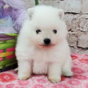 Regalo pomeranain mini cuccioli belli 