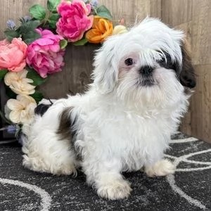 shitzu mini maschio e femmina | Foto 0