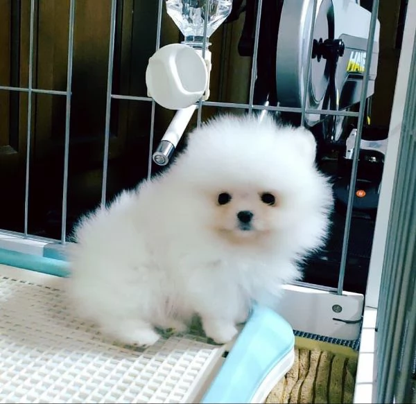Pronto per nuove case il giocattolo Pomerania aggiornato