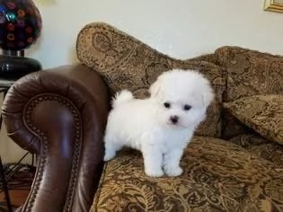 Maltese di pura razza pronto per una nuova famiglia | Foto 0