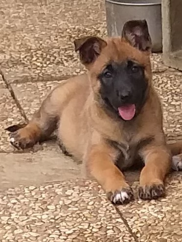 Cuccioli Pastore belga malinois | Foto 0