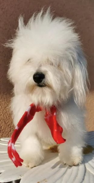meravigliosa cucciolata di COTON DE TULEAR in disponibilit | Foto 0