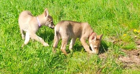 Cuccioli di cane lupo cecoslovacco