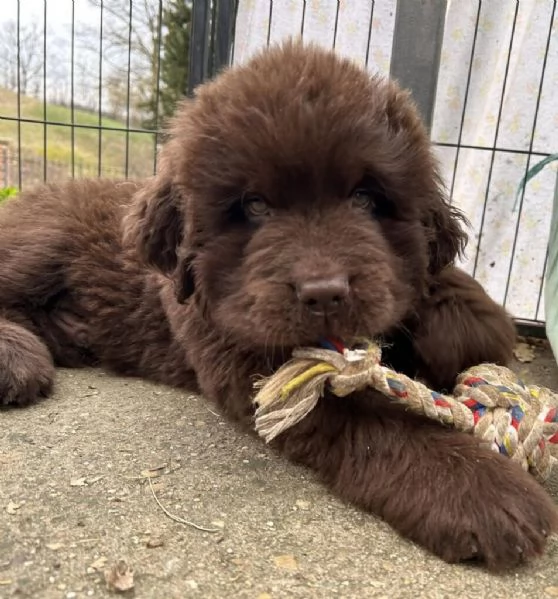 CUCCIOLI TERRANOVA