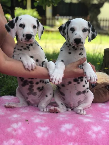 Cuccioli Dalmata