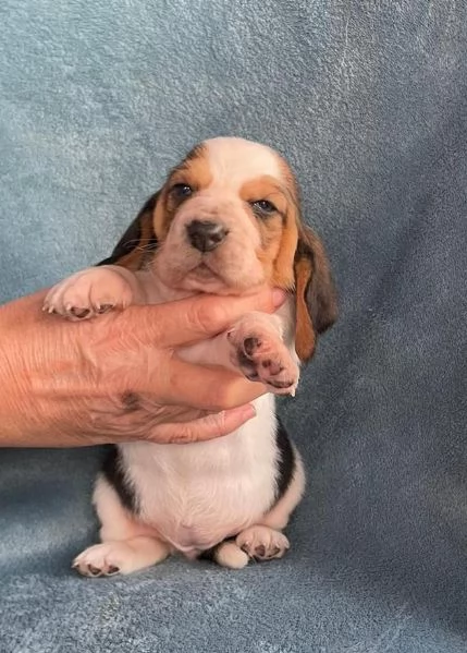 Cuccioli Basset Hound | Foto 0