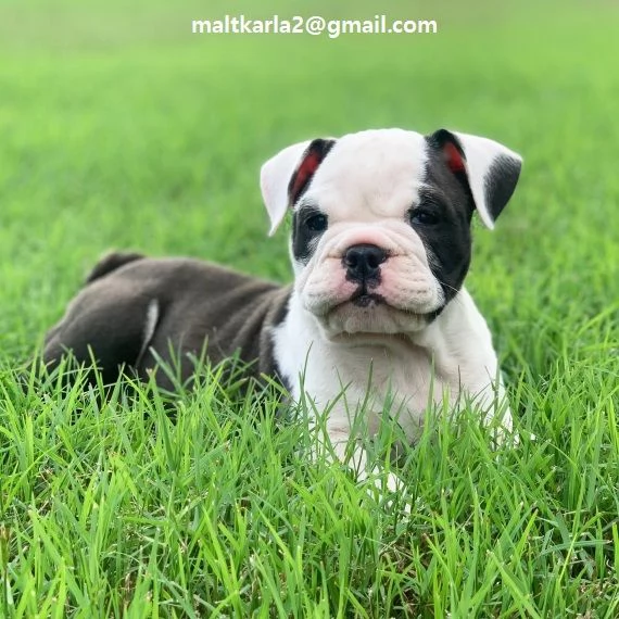  Cuccioli inglese bulldog disponibili per adozione Cuccioli disponibili Bulldog inglese cuccioli dis