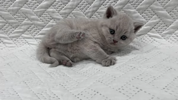 Cucciolo di British Shorthair  | Foto 0