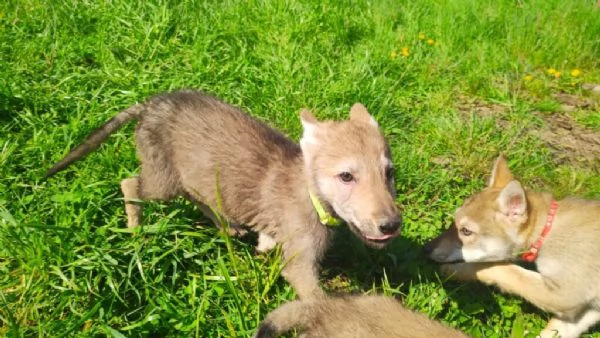 Disponibili per ladozione bellissimi cuccioli di cane lupo