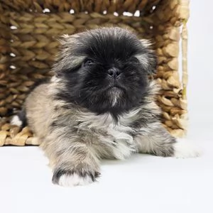 regalo Cuccioli di pechinese  3mesi